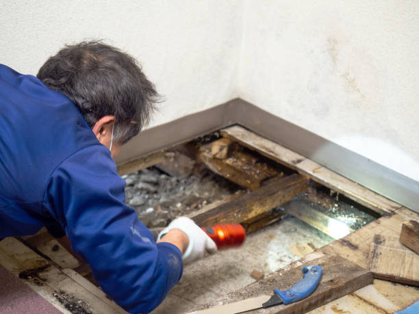 Best Water Damage Restoration  in Watertown Town, MA