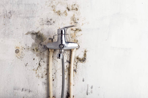 Trusted Watertown Town, MA Mold Removal Experts