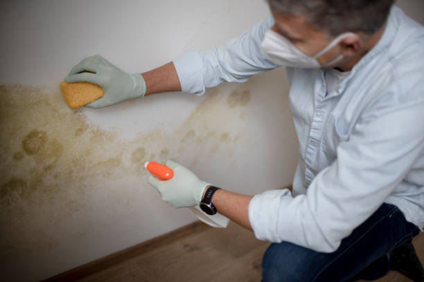 Best Emergency Mold Removal  in Watertown Town, MA
