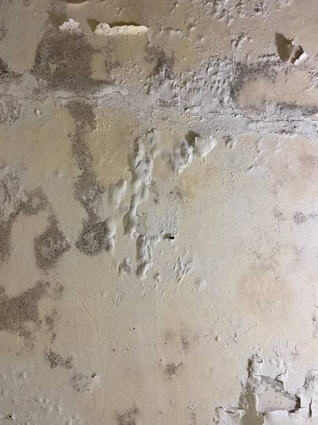 Best Local Mold Removal Service  in Watertown Town, MA