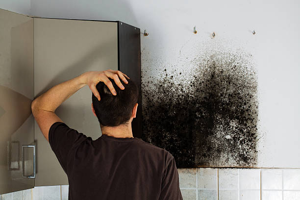 Best Attic Mold Removal  in Watertown Town, MA