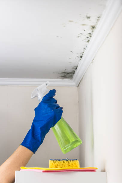 Best Residential Mold Removal  in Watertown Town, MA